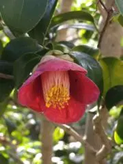 JYKTCの画像