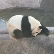 nomunomuの画像