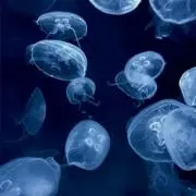 Ruの画像