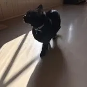 デンべ⭐︎
