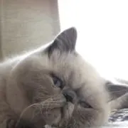 おもちの画像