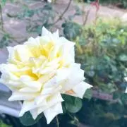 lilyの画像
