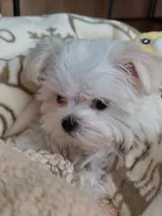 あさこ