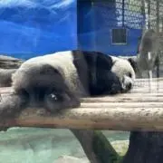 FGの画像