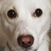 ラテッテちゃん