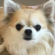 もものすけの画像