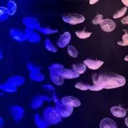 レイの画像