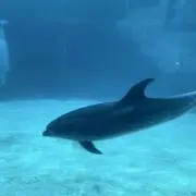 ちんあなごの画像