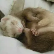 ハル