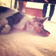 つの画像