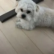 ろぺたん