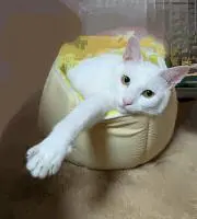 琥珀