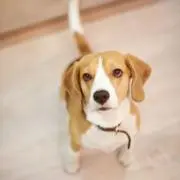 ヨウの画像