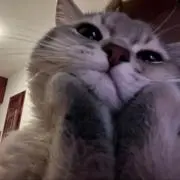 りーの画像