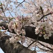 ティナの画像