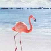 VIVIの画像