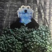 ヨシーニョの画像