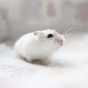 ハムさん