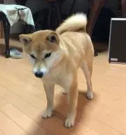 秋の画像