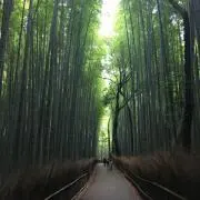 araaraの画像