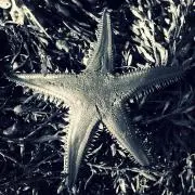 terateraの画像