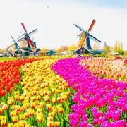 Windmillの画像