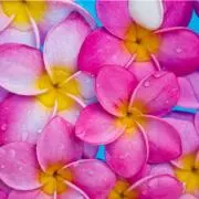 mahalo(⑅´◡`♥)の画像