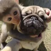 ピエロ