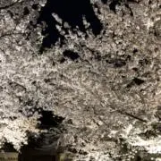 お母さんの画像