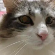 ごろう