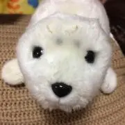 くぅーにゃんの画像