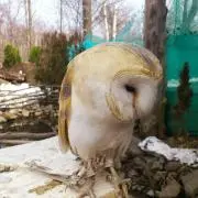 ふくろうの画像