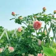 TUBASAの画像