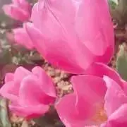 まままの画像