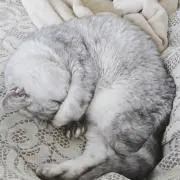 はるの画像