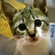 e*cat