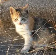 ロココの画像
