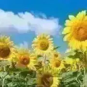 みぽりんの画像
