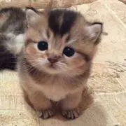 ぴーかーぶーの画像