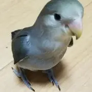 jeijei