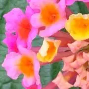 Kinokoの画像