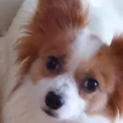 ぱぴしえる