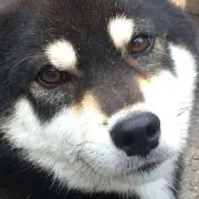 味噌たん