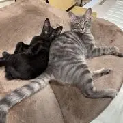 みこ