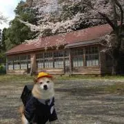 桜花
