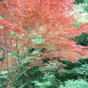 ゆきの画像