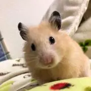 ふもさん