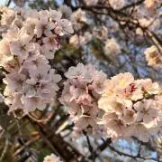 日葵︎ *.の画像