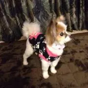 つんの画像