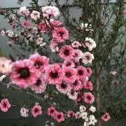 santafeの画像